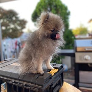 Meet your Posher, Destiny